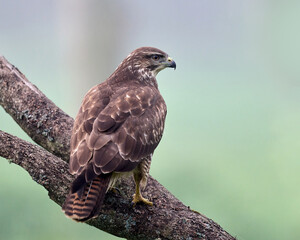 Common buzzard (Buteo buteo)