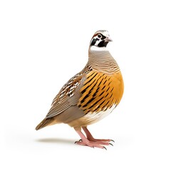 Obraz premium Partridge