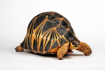 Radiated tortoise // Strahlenschildkröte  (Astrochelys radiata)