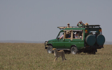 tourists on game drive watch a cheetah walking from the safety of their safari vehicle in the wild...