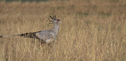 side profile secretary bird hunting in the tall grass of the wild savannah of masai mara, kenya