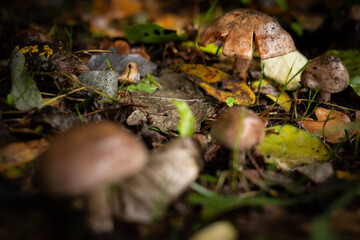 mushroom in the forest