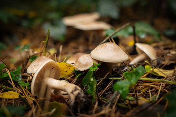 mushrooms in the forest
