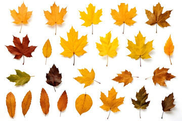 Naklejka na ściany i meble set of different autumn leaves isolated on a white background