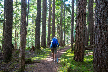 Obraz premium Hike in the forest