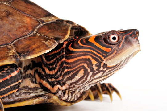 Mississippi-Höckerschildkröte // Mississippi map turtle (Graptemys pseudogeographica kohnii)