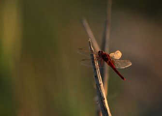 Red dragonfly in Camargue France
