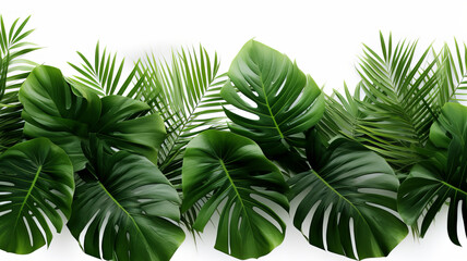 Minimalistic Palm Foliage Isolated on White