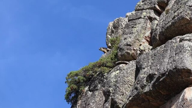 cri d'alerte d'une marmotte sur son rocher
