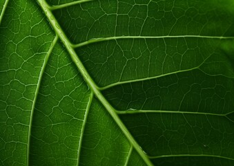 Fototapeta premium Leaf macro photography, background texture green leaf structure macro photography close up 