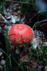 fly agaric mushroom close-up in the grass
