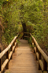 forest in the Donana national park near El Rocio in Andalusia