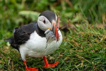 Adorable puffin with fish he just caught - Iceland Borgarfjodur eystri