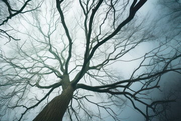 The frozen branches of a tree in a winter woods, in the style of gothic dark and moody tones. Autumn and winter mood