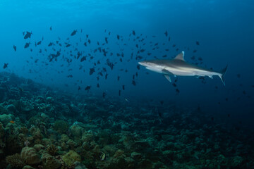 Dangerous and beautiful predator shark swimming in the deep of Indian Ocean