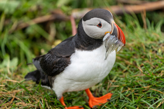 Adorable puffin walking with fish in his mouth beak, in Iceland