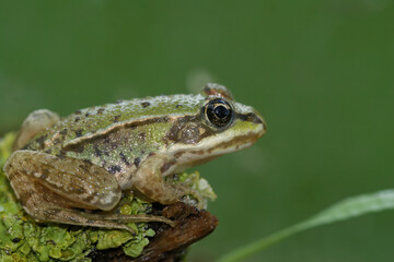 Closeup on a brilliant green juvenile Marsh frog, Pelophylax ridibundus sitting on lichen covered wood
