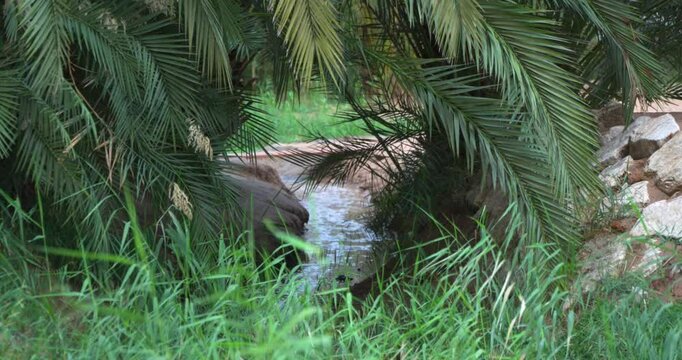 Water spring and palm trees in Saudi Arabia