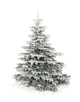 Spruce tree covered snow and hoarfrost on a white background with space for text