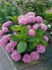 blooming pink Hydrangea Perfection bush on a flower bed. Flower Wallpaper