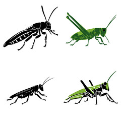 grasshopper silhouette, grasshopper svg, grasshopper  png, grasshopper illustration, insect, grasshopper, green, isolated, macro, animal, nature, locust, cricket, bug, white