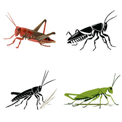 grasshopper silhouette, grasshopper svg, grasshopper  png, grasshopper illustration, insect, grasshopper, green, isolated, macro, animal, nature, locust, cricket, bug, white