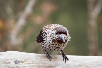 The spotted nutcracker, Eurasian nutcracker