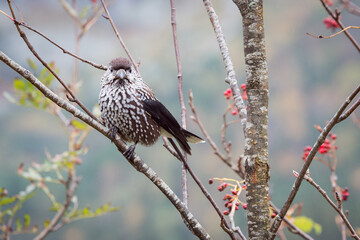 The spotted nutcracker, Eurasian nutcracker