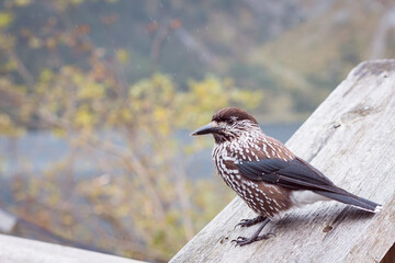 The spotted nutcracker, Eurasian nutcracker