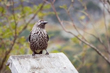 The spotted nutcracker, Eurasian nutcracker