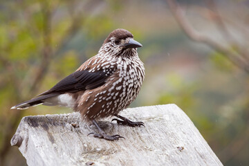 The spotted nutcracker, Eurasian nutcracker