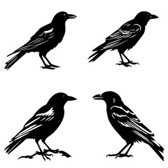 Crow silhouette, crow vector, crow illustration, crow png, crow svg, bird, silhouette, vector, animal, birds, illustration, nature, flying, wing, branch, wildlife, bullfinch, sparrow, tree, beak, crow