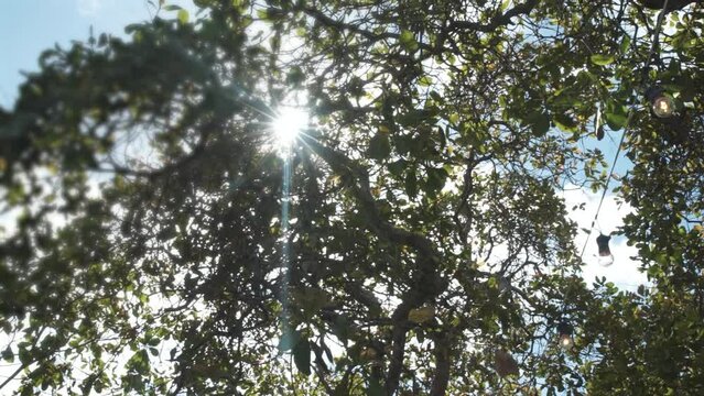 moving image of green trees with sun rays shining through the leaves