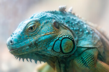 Fototapeta premium Close-up portrait of a blue iguana's head