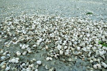 Seashells adorning the ocean's sandy shoreline at low tide on a gloomy day