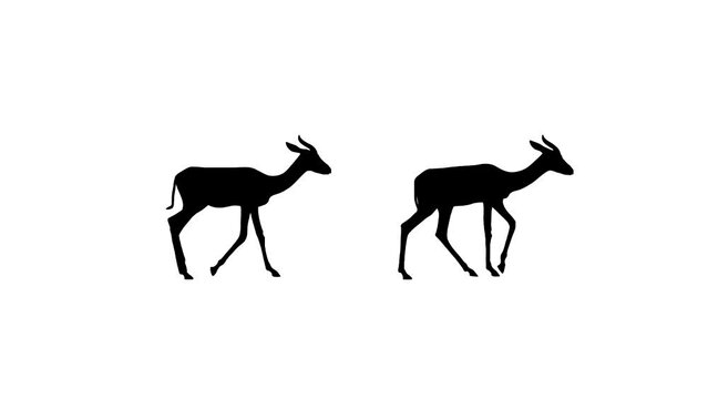Two Mhorr gazelles, animation on the white background (seamless loop)