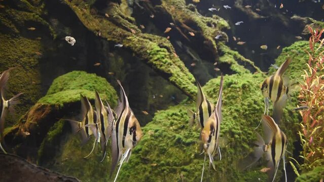 Altum angelfishes swimming in the big aquarium