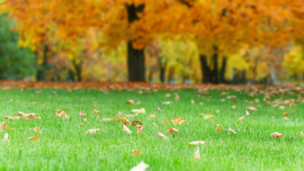 Autumn season, green lawn with fallen leaves.