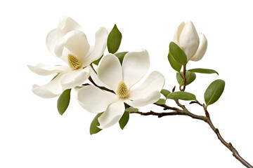 Magnolia white background  - Generative AI
