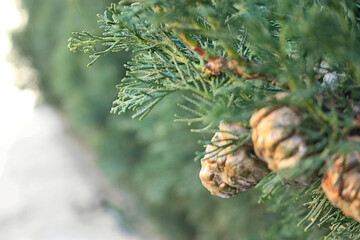 the photo shows a bright, colorful Christmas tree toy in the glare of Christmas tree colored...
