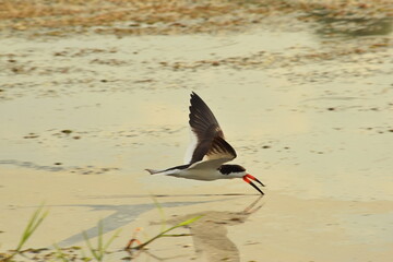Ave rayador (Rynchops niger) rayando el agua en búsqueda de peces. 