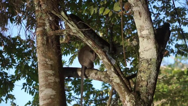 A cute monkey sits on a tree playing with a plastic bottle. animal protection, amazing wildlife, travel in Asia. 4K