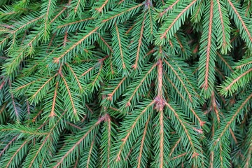 solid isolated background texture of fir branches. green branches are superimposed from each other and create a plane of spruce needles and twigs.