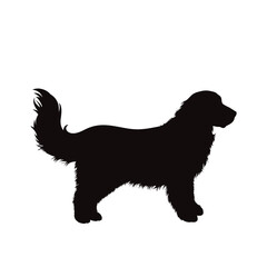 Vector silhouette of golden retriever on white background. Symbol of pet and dog.
