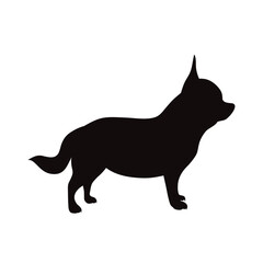 Vector silhouette of Chihuahua on white background. Symbol of pet and dog.