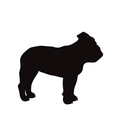 Vector silhouette of english bulldog on white background. Symbol of pet and dog.