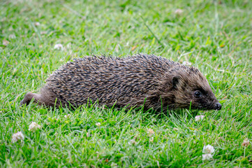 Hedgehog, Erinaceus europaeus