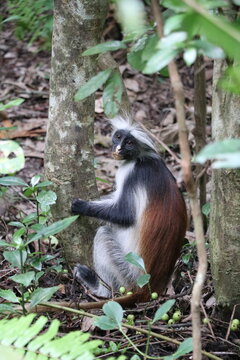 Singe - le colosse roux