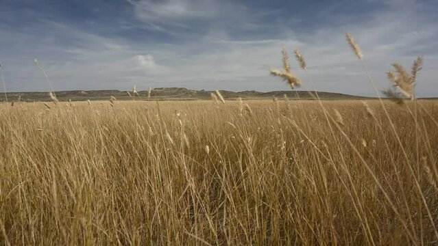 Natural Blue Grama grass blowing in a strong wind in the open prairie with distant dry hills under a blue sky with wispy white clouds. The grass in the foreground is out of focus.
