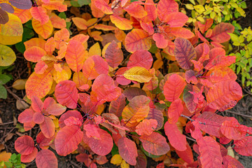 autumn leaves background